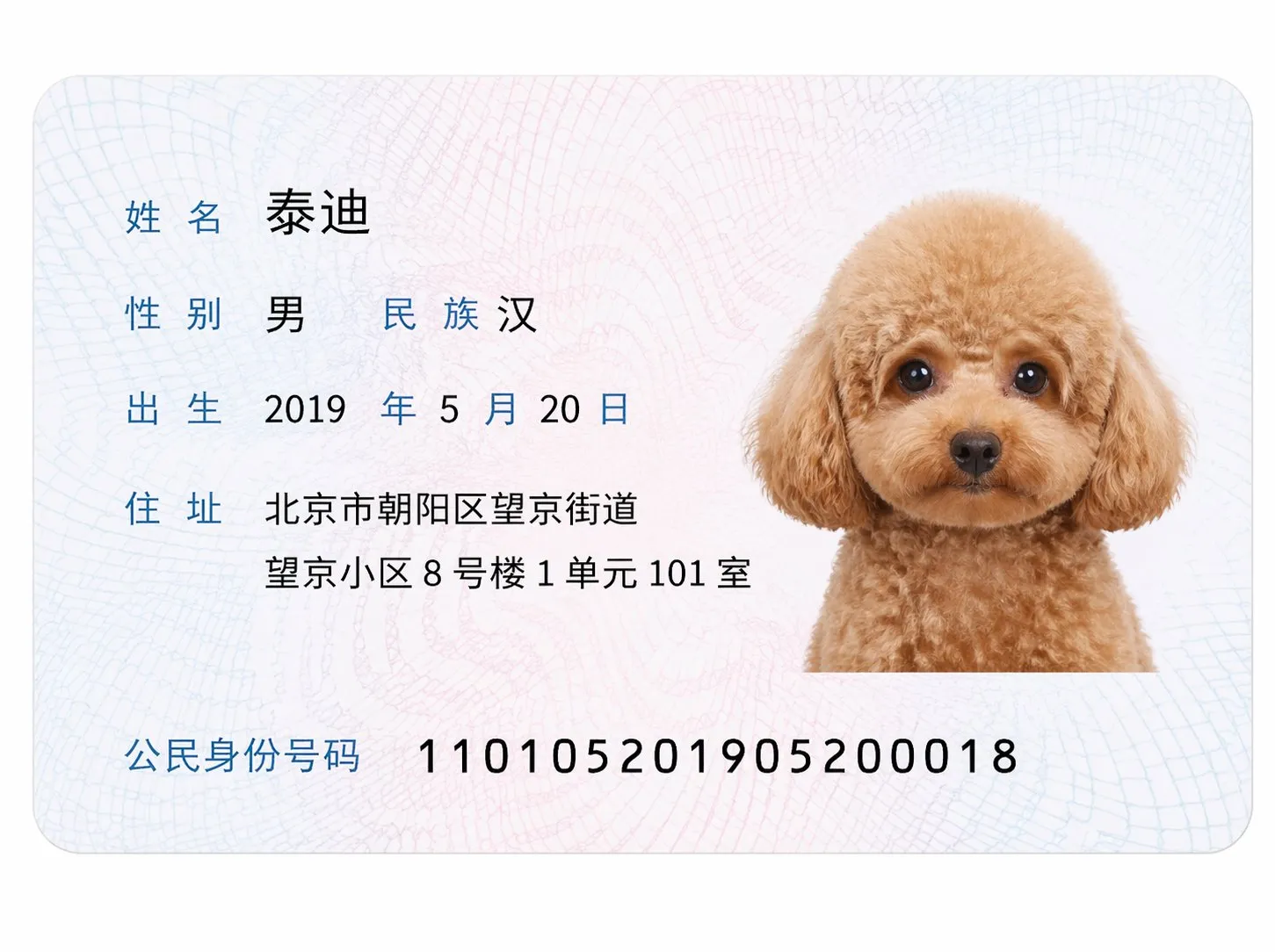 泰迪犬身份证人像面的生成图